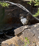 American Dipper 2339
